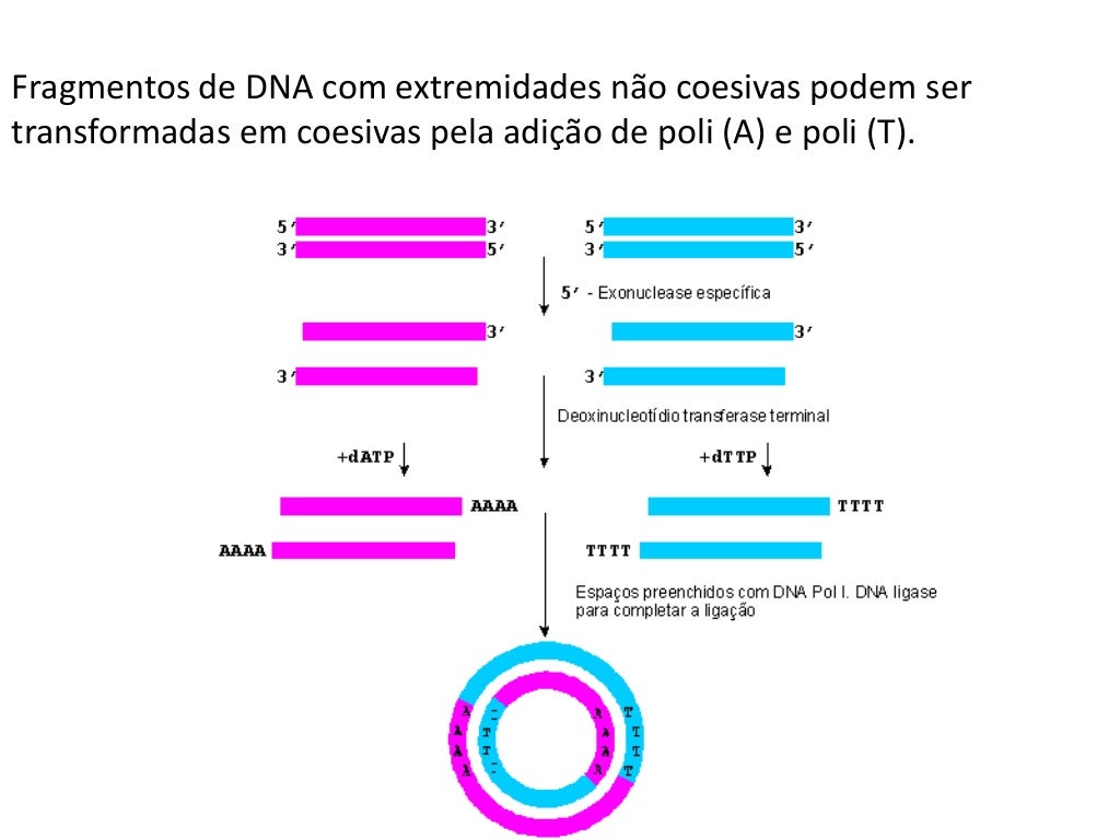 As Principais Ferramentas Empregadas Na Tecnologia Do Dna Recombinante