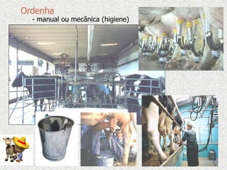 Ordenha
- manual ou mecânica (higiene)
 