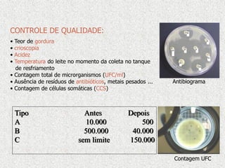 CONTROLE DE QUALIDADE:
• Teor de gordura
• crioscopia
• Acidez
• Temperatura do leite no momento da coleta no tanque
de resfriamento
• Contagem total de microrganismos (UFC/ml)
• Ausência de resíduos de antibióticos, metais pesados ...
• Contagem de células somáticas (CCS)
Antibiograma
Tipo Antes Depois
A 10.000 500
B 500.000 40.000
C sem limite 150.000
Contagem UFC
 