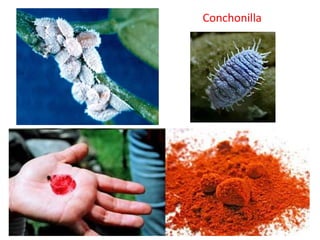 Conchonilla
 