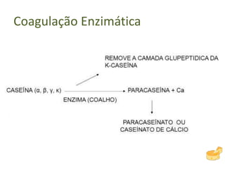 Coagulação Enzimática
 