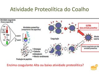 Atividade Proteolítica do Coalho
Enzima coagulante Alta ou baixa atividade proteolítica?
 