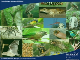 Tecnologia & sustentabilidade




©   2009 – Claudio Nasajon (claudio@nasajon.com.br)
 