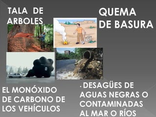 TALA DE             QUEMA
ARBOLES             DE BASURA




                •DESAGÜES DE
EL MONÓXIDO
                AGUAS NEGRAS O
DE CARBONO DE
                CONTAMINADAS
LOS VEHÍCULOS
                AL MAR O RÍOS
 