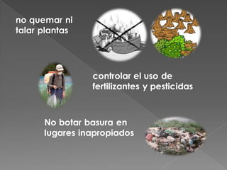 no quemar ni
talar plantas




                controlar el uso de
                fertilizantes y pesticidas



      No botar basura en
      lugares inapropiados
 
