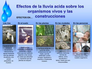 EFECTOS EN LOS RÍOSEFECTOS EN LOS RÍOSEFECTOS EN LOS RÍOS
EFECTOS EN…
Los ríos En el suelo En las plantas En las ciudades
La lluvia ácida
cambia la
composición
natural de las
aguas haciendo
que las plantas
acuáticas y los
peces
pequeños, se
mueran.
Destruye los
minerales, traslada los
nutrientes y libera
otros que son dañinos;
dejando a las raíces
sin nada que absorber
y haciendo que las
plantas se sequen.
La lluvia ácida les
quita las ceras
protectoras de sus
hojas, que las
defienden contra
hongos, bacterias e
insectos y finalmente
mueren.
Al caer sobre los
edificios, borra las
formas de
relieve, como
esculturas o
letras, hasta que son
irreconocibles.
Gárgola deteriorada por
causa de la lluvia ácida
Gárgola deteriorada por
causa de la lluvia ácida
En las personas
Afecta las vías
respiratorias y todo
nuestro organismo.
 