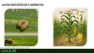 39
ALVOS BIOLÓGICOS E QUÍMICOS
Fonte: Ourofino, 2025 e Manar Agro, 2025.
 
