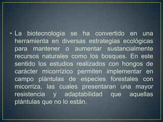 • La biotecnología se ha convertido en una 
herramienta en diversas estrategias ecológicas 
para mantener o aumentar sustancialmente 
recursos naturales como los bosques. En este 
sentido los estudios realizados con hongos de 
carácter micorrízico permiten implementar en 
campo plántulas de especies forestales con 
micorriza, las cuales presentaran una mayor 
resistencia y adaptabilidad que aquellas 
plántulas que no lo están. 
 
