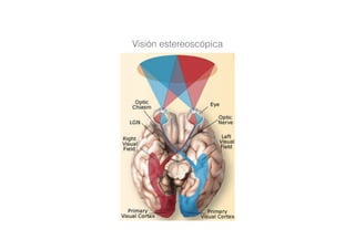 Visión estereoscópica
 