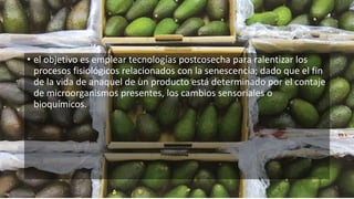 • el objetivo es emplear tecnologías postcosecha para ralentizar los
procesos fisiológicos relacionados con la senescencia; dado que el fin
de la vida de anaquel de un producto está determinado por el contaje
de microorganismos presentes, los cambios sensoriales o
bioquímicos.
 