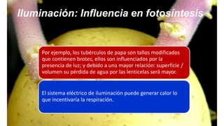 Por ejemplo, los tubérculos de papa son tallos modificados
que contienen brotes, ellos son influenciados por la
presencia de luz; y debido a una mayor relación: superficie /
volumen su pérdida de agua por las lenticelas será mayor.
El sistema eléctrico de iluminación puede generar calor lo
que incentivaría la respiración.
Iluminación: Influencia en fotosíntesis
 
