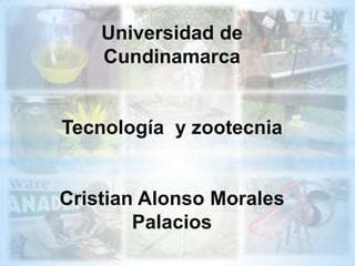 Universidad de
Cundinamarca
Tecnología y zootecnia
Cristian Alonso Morales
Palacios
 