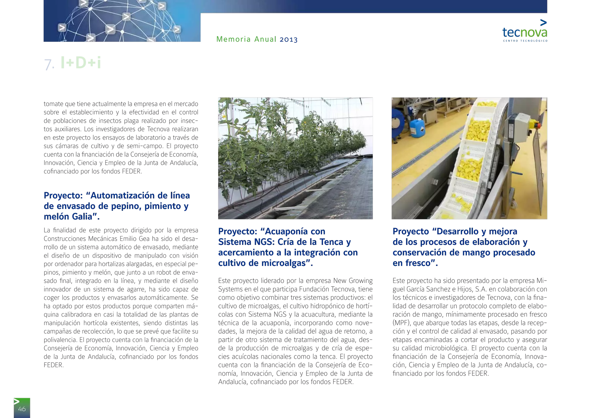 46
Memoria Anual 2013
tomate que tiene actualmente la empresa en el mercado
sobre el establecimiento y la efectividad en el control
de poblaciones de insectos plaga realizado por insec-
tos auxiliares. Los investigadores de Tecnova realizaran
en este proyecto los ensayos de laboratorio a través de
sus cámaras de cultivo y de semi-campo. El proyecto
cuenta con la financiación de la Consejería de Economía,
Innovación, Ciencia y Empleo de la Junta de Andalucía,
cofinanciado por los fondos FEDER.
Proyecto: “Automatización de línea
de envasado de pepino, pimiento y
melón Galia”.
La finalidad de este proyecto dirigido por la empresa
Construcciones Mecánicas Emilio Gea ha sido el desa-
rrollo de un sistema automático de envasado, mediante
el diseño de un dispositivo de manipulado con visión
por ordenador para hortalizas alargadas, en especial pe-
pinos, pimiento y melón, que junto a un robot de enva-
sado final, integrado en la línea, y mediante el diseño
innovador de un sistema de agarre, ha sido capaz de
coger los productos y envasarlos automáticamente. Se
ha optado por estos productos porque comparten má-
quina calibradora en casi la totalidad de las plantas de
manipulación hortícola existentes, siendo distintas las
campañas de recolección, lo que se prevé que facilite su
polivalencia. El proyecto cuenta con la financiación de la
Consejería de Economía, Innovación, Ciencia y Empleo
de la Junta de Andalucía, cofinanciado por los fondos
FEDER.
Proyecto: “Acuaponía con
Sistema NGS: Cría de la Tenca y
acercamiento a la integración con
cultivo de microalgas”.
Este proyecto liderado por la empresa New Growing
Systems en el que participa Fundación Tecnova, tiene
como objetivo combinar tres sistemas productivos: el
cultivo de microalgas, el cultivo hidropónico de hortí-
colas con Sistema NGS y la acuacultura, mediante la
técnica de la acuaponía, incorporando como nove-
dades, la mejora de la calidad del agua de retorno, a
partir de otro sistema de tratamiento del agua, des-
de la producción de microalgas y de cría de espe-
cies acuícolas nacionales como la tenca. El proyecto
cuenta con la financiación de la Consejería de Eco-
nomía, Innovación, Ciencia y Empleo de la Junta de
Andalucía, cofinanciado por los fondos FEDER.
Proyecto “Desarrollo y mejora
de los procesos de elaboración y
conservación de mango procesado
en fresco”.
Este proyecto ha sido presentado por la empresa Mi-
guel García Sanchez e Hijos, S.A. en colaboración con
los técnicos e investigadores de Tecnova, con la fina-
lidad de desarrollar un protocolo completo de elabo-
ración de mango, mínimamente procesado en fresco
(MPF), que abarque todas las etapas, desde la recep-
ción y el control de calidad al envasado, pasando por
etapas encaminadas a cortar el producto y asegurar
su calidad microbiológica. El proyecto cuenta con la
financiación de la Consejería de Economía, Innova-
ción, Ciencia y Empleo de la Junta de Andalucía, co-
financiado por los fondos FEDER.
7. I+D+i
 