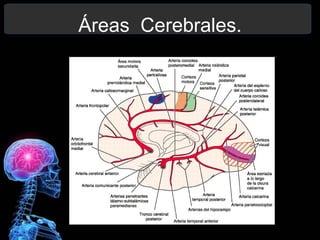 Áreas Cerebrales.
 