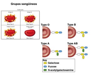 Grupos sangüíneos 