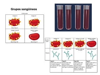 Grupos sangüíneos 