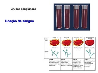 Grupos sangüíneos Doação de sangue 