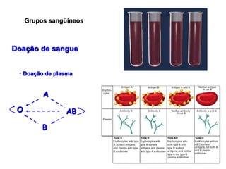 Grupos sangüíneos O A B AB Doação de sangue Doação de plasma 