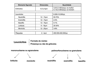 Formato do núcleo Presença ou não de grânulos mononucleares ou agranulares polimorfonucleares ou granulares linfócito monócito neutrófilo eosinófilo basófilo Leucócitos Elemento figurado Dimensões Quantidade Eritrócitos 6,5 a 8µm 3,9-5,5 milhões/µL na mulher 4,1-6,0 milhões/µL no homem Leucócitos 6.000-10.000/µL Neutrófilo 12 - 15µm 60-70% Eosinófilo 12 - 15µm 2-4% Basófilo 12 - 16µm 0-1% Linfócito 6 - 18µm 20-30% Monócito 12 - 20µm 3-8% Plaquetas 2 - 4µm 200.000-400.000/µL 