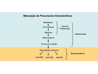 Maturação de Precursores Granulocíticos Formas em bastão Sangue periférico Medula óssea Mieloblasto Pró-mielócito Mielócito Metamielócito Granulócitos maduros neutrófilo eosinófilo basófilo Fase de Proliferação 