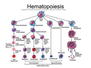 Hematopoiesis 