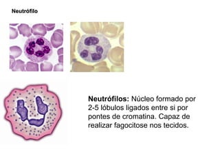 Neutrófilo Neutrófilos:  Núcleo formado por 2-5 lóbulos ligados entre si por pontes de cromatina. Capaz de realizar fagocitose nos tecidos. 