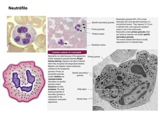 Neutrófilo 