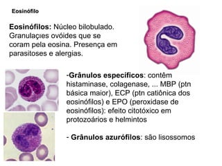 Eosinófilo Eosinófilos:  Núcleo bilobulado. Granulações ovóides que se coram pela eosina. Presença em parasitoses e alergias. Grânulos específicos : contêm histaminase, colagenase, ... MBP (ptn básica maior), ECP (ptn catiônica dos eosinófilos) e EPO (peroxidase de eosinófilos): efeito citotóxico em protozoários e helmintos Grânulos azurófilos : são lisossomos 