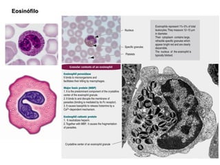 Eosinófilo 