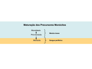 Maturação dos Precursores Monócitos Monócito Sangue periférico Medula óssea Monoblasto Pró-monócito 