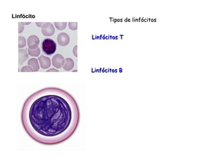 Linfócito Tipos de linfócitos Linfócitos T Linfócitos B  
