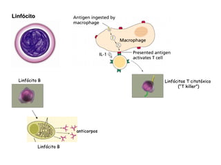 Linfócito Linfócito B Linfócito B anticorpos Linfócitos T citotóxico  (“T killer”) 