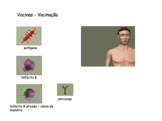 Vacinas - Vacinação patógeno linfócito B ativado = célula de memória linfócito B anticorpo 