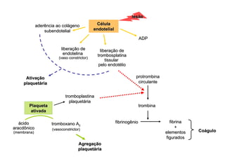 Célula endotelial protrombina circulante trombina Plaqueta ativada tromboplastina plaquetária fibrinogênio fibrina + elementos figurados Coágulo liberação de trombosplatina tissular  pelo endotélio liberação de endotelina  (vaso constrictor) ADP Ativação plaquetária lesão ácido aracdônico  (membrana) tromboxano A 2 (vasoconstrictor) Agregação plaquetária aderência ao colágeno subendotelial 