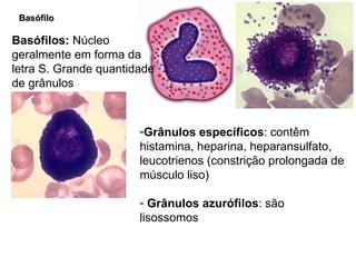 Basófilo Basófilos:  Núcleo geralmente em forma da letra S. Grande quantidade de grânulos Grânulos específicos : contêm histamina, heparina, heparansulfato, leucotrienos (constrição prolongada de músculo liso) Grânulos azurófilos : são lisossomos 