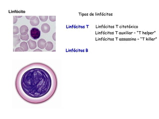 Linfócito Tipos de linfócitos Linfócitos T citotóxico Linfócitos T auxiliar – “T helper” Linfócitos T assassino – “T killer” Linfócitos T Linfócitos B  
