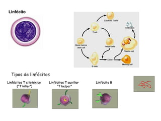 Linfócito Tipos de linfócitos Linfócitos T citotóxico  (“T killer”) Linfócitos T auxiliar  “ T helper” Linfócito B 