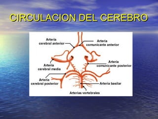 CIRCULACION DEL CEREBROCIRCULACION DEL CEREBRO
 