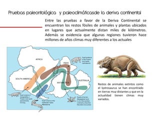 Pruebas paleontológica y paleoclimáticasde la deriva continental
                 Entre las pruebas a favor de la Deriva Continental se
                 encuentran los restos fósiles de animales y plantas ubicados
                 en lugares que actualmente distan miles de kilómetros.
                 Además se evidencia que algunas regiones tuvieron hace
                 millones de años climas muy diferentes a los actuales




                                                Restos de animales extintos como
                                                el lystrosaurus se han encontrado
                                                en tierras muy distantes y que en la
                                                actualidad tienen climas muy
                                                variados.
 