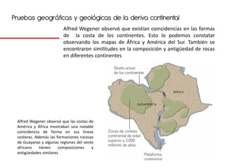 Pruebas geográficas y geológicas de la deriva continental
                         Alfred Wegener observó que existían coincidencias en las formas
                         de la costa de los continentes. Esto lo podemos constatar
                         observando los mapas de África y América del Sur. También se
                         encontraron similitudes en la composición y antigüedad de rocas
                         en diferentes continentes




 Alfred Wegener observó que las costas de
 América y África mostraban una notable
 coincidencia de forma en sus líneas
 costeras. Además las formaciones rocosas
 de Guayanas y algunas regiones del oeste
 africano    tienen    composiciones    y
 antigüedades similares
 