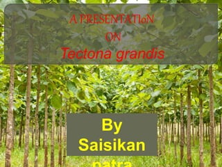 A PRESENTATIoN
ON
Tectona grandis
By
Saisikan
 