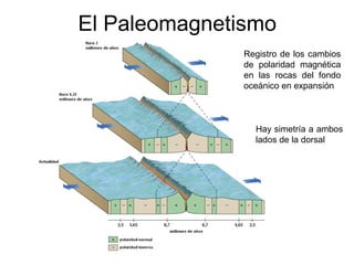 El Paleomagnetismo
Registro de los cambios
de polaridad magnética
en las rocas del fondo
oceánico en expansión
Hay simetría a ambos
lados de la dorsal
 