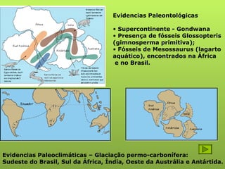 Evidencias Paleontológicas Supercontinente - Gondwana Presença de fósseis Glossopteris  (gimnosperma primitiva); Fósseis de Mesossaurus (lagarto aquático), encontrados na África e no Brasil. Evidencias Paleoclimáticas – Glaciação permo-carbonífera: Sudeste do Brasil, Sul da África, Índia, Oeste da Austrália e Antártida. 
