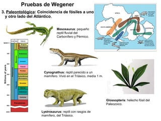 Pruebas de Wegener
3. Paleontológica: Coincidencia de fósiles a uno
y otro lado del Atlántico.
Glossopteris: helecho fósil del
Paleozoico.
Cynognathus: reptil parecido a un
mamífero. Vivió en el Triásico, medía 1 m.
Lystrosaurus: reptil con rasgos de
mamífero, del Triásico.
Mesosaurus: pequeño
reptil fluvial del
Carbonífero y Pérmico.
 