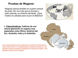 Pruebas de Wegener
4. Paleoclimáticas: Indicios de una
misma glaciación en lugares muy
separados como África, América del
Sur, Australia, India y la Antártida.
Las huellas dispersas de los glaciares en distintos continentes se
reúnen para formar un casquete glaciar alrededor del polo sur, las
grandes selvas permanecen alineadas a lo largo del ecuador, y los
desiertos encima de los trópicos.
Wegener piensa también en nuestro caracol
de jardín. No vive más que en Europa y
justo enfrente, en América del Norte. ¿Qué
medios ha utilizado para cruzar el Atlántico?
 