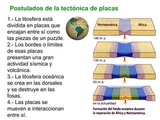 Postulados de la tectónica de placas 1.- La litosfera está dividida en placas que encajan entre sí como las piezas de un puzzle. 2.- Los bordes o límites de esas placas presentan una gran actividad sísmica y volcánica. 3.- La litosfera oceánica se crea en las dorsales y se destruye en las fosas. 4.- Las placas se mueven e interaccionan entre sí. 