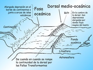 Dorsal medio-oceánica Rift Continente Fondo oceánico Litosfera Astenosfera Fosa oceánica De cuando en cuando se rompe la continuidad de la dorsal por las Fallas Transformantes Alargada depresión en el borde de continentes o junto a arcos de islas volcánicas En la cumbre de la dorsal. Son depresiones alargadas por donde fluye magma del manto 
