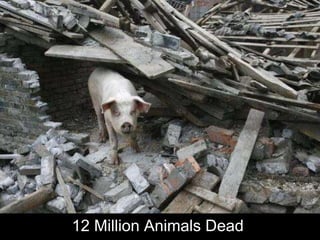 12 Million Animals Dead  