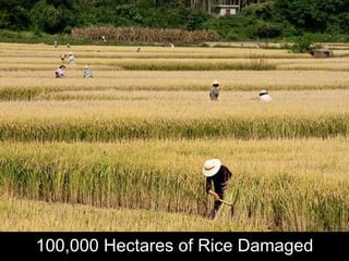 100,000 Hectares of Rice Damaged 