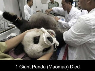 1 Giant Panda (Maomao) Died 